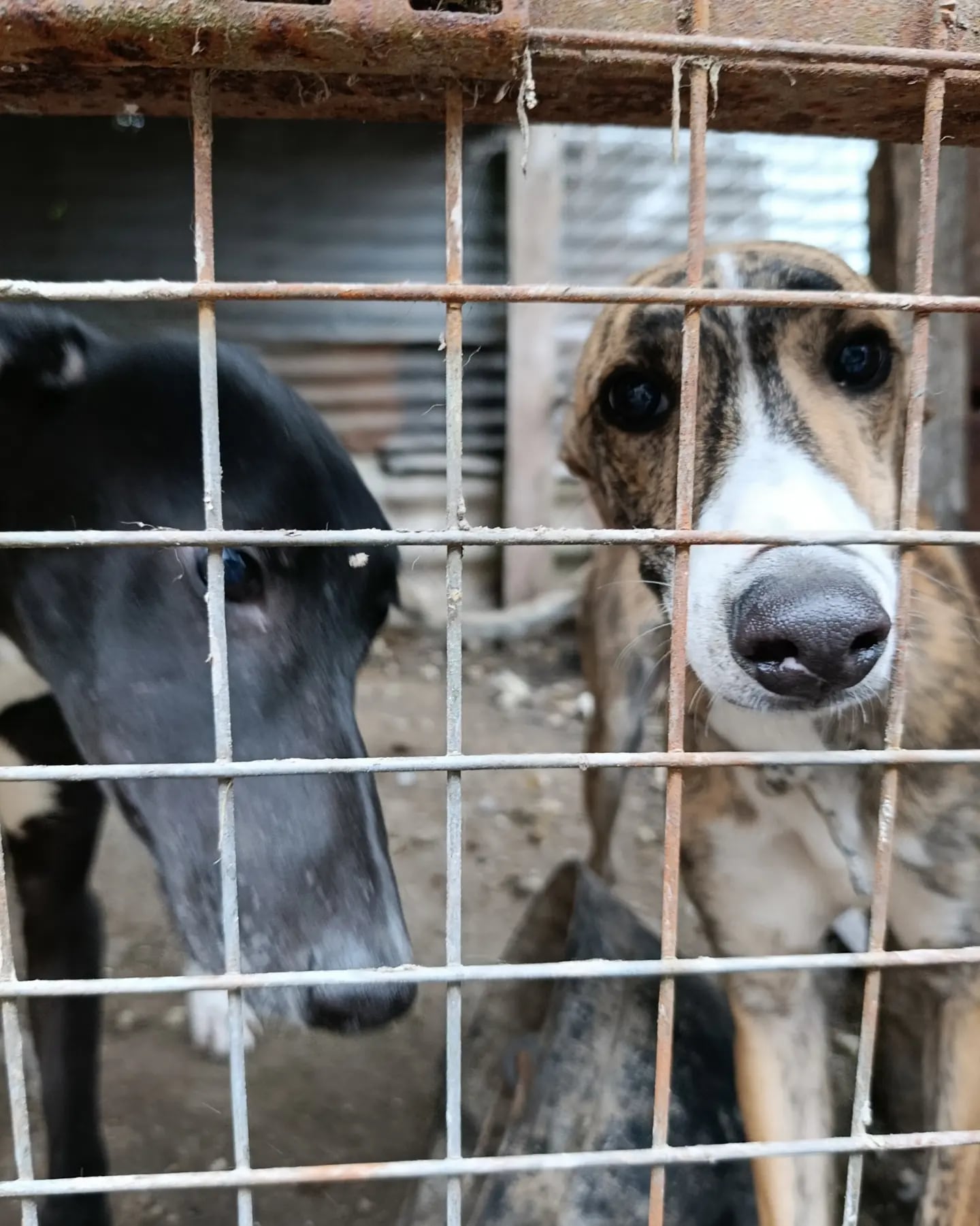 Los perros estaban enjaulados, con bajo peso y signos de desnutrición, y quedaron bajo atención veterinaria