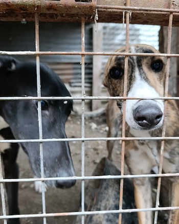 Los perros estaban enjaulados, con bajo peso y signos de desnutrición, y quedaron bajo atención veterinaria