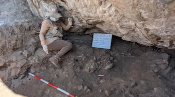 Una arqueóloga con sombrero, mascarilla y chaleco examina una formación rocosa en un sitio de excavación con huesos, piedras y un cartel de identificación