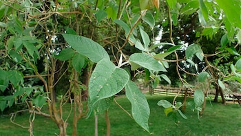 Esta planta tiene grandes beneficios