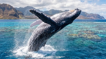Ballena grande de color oscuro con aletas largas salta del agua, creando salpicaduras. Mar turquesa, arrecifes sumergidos, montañas marrones y cielo nublado.