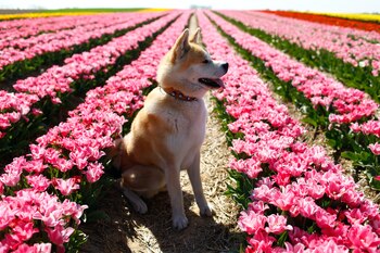 Se cree que el perro