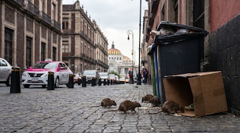 Varias ratas marrones en una calle empedrada cerca de un cubo de basura y una caja de cartón en la Ciudad de México, con taxis y edificios al fondo.
