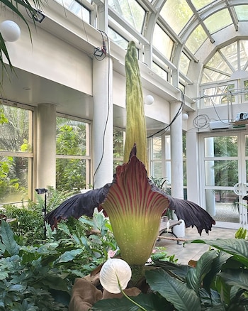 El característico olor a carne podrida de la flor cadáver atrae insectos polinizadores (Universidad de Varsovia)