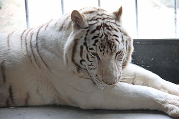 Sona, el tigre blanco de Portugal, sufre secuelas físicas tras toda una vida siendo explotado en el circo. (AAP Primadomus)