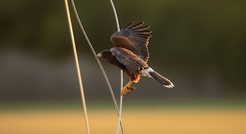 El halcón Harris demuestra una