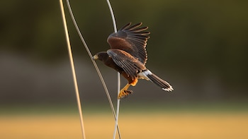 De la naturaleza a la