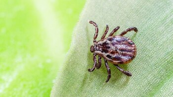 Un medicamento contra la malaria