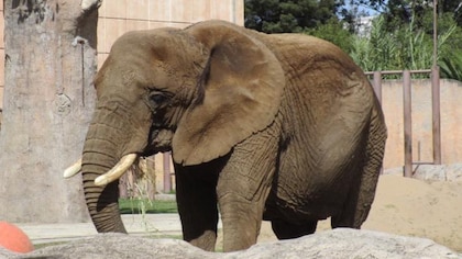 Jueza otorga amparo a Ely, la elefanta más triste del mundo