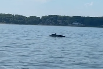 Una ballena con su aleta dorsal visible nada en aguas tranquilas con una costa arbolada y edificios al fondo bajo un cielo despejado