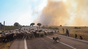 Última hora de los incendios en España, en directo | Cerca de 1.000 personas continúan desalojadas por el incendio en Madrid y 14 municipios han sido evacuados en Zamora
