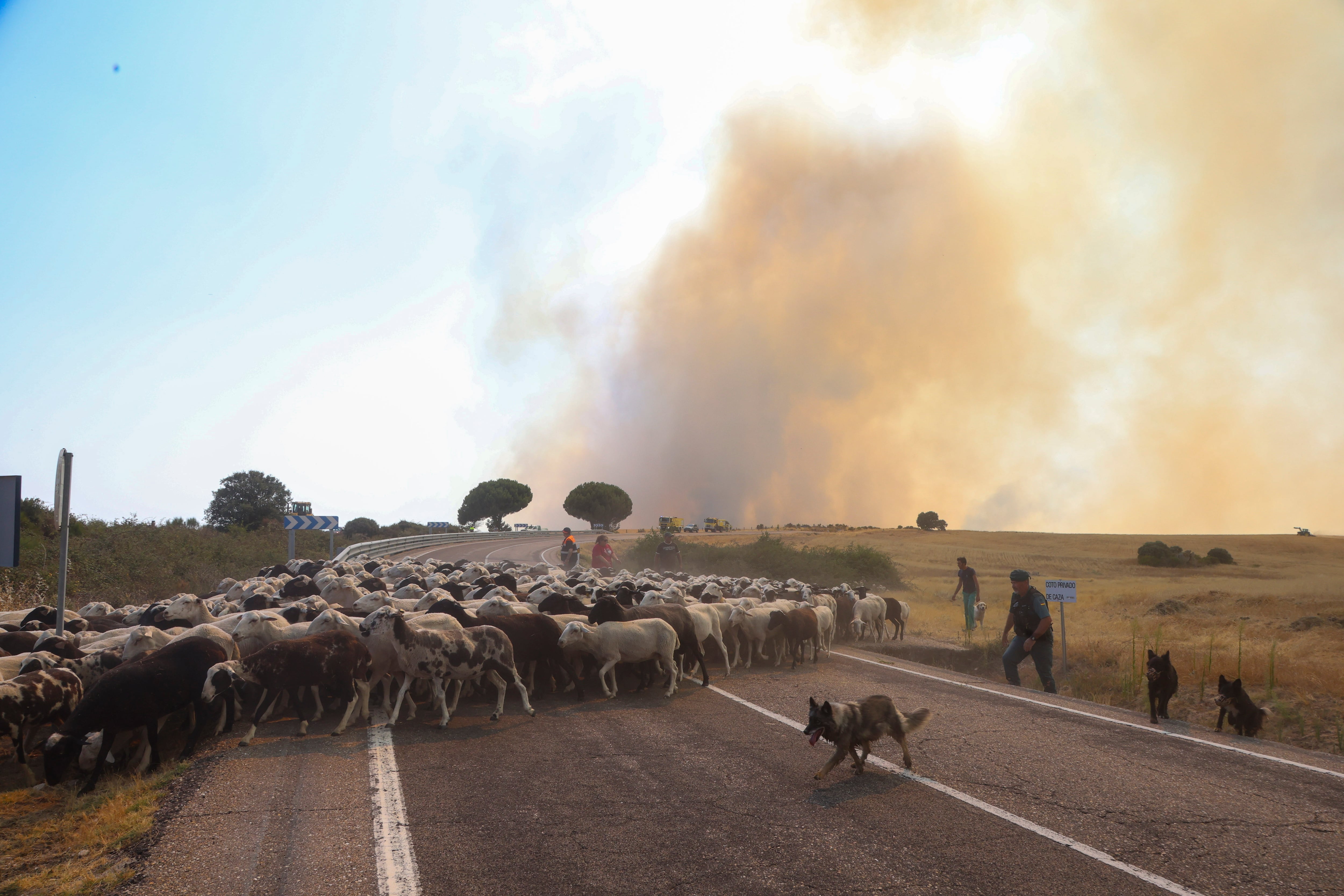 Vista del incendio forestal en Fermoselle (Zamora) este miércoles. (EFE/Mariam A. Montesinos)