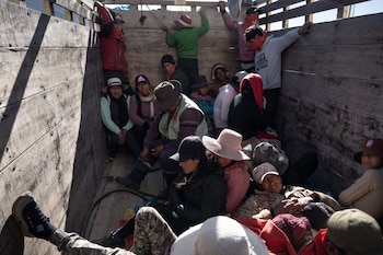 Las vicuñas son fuente de