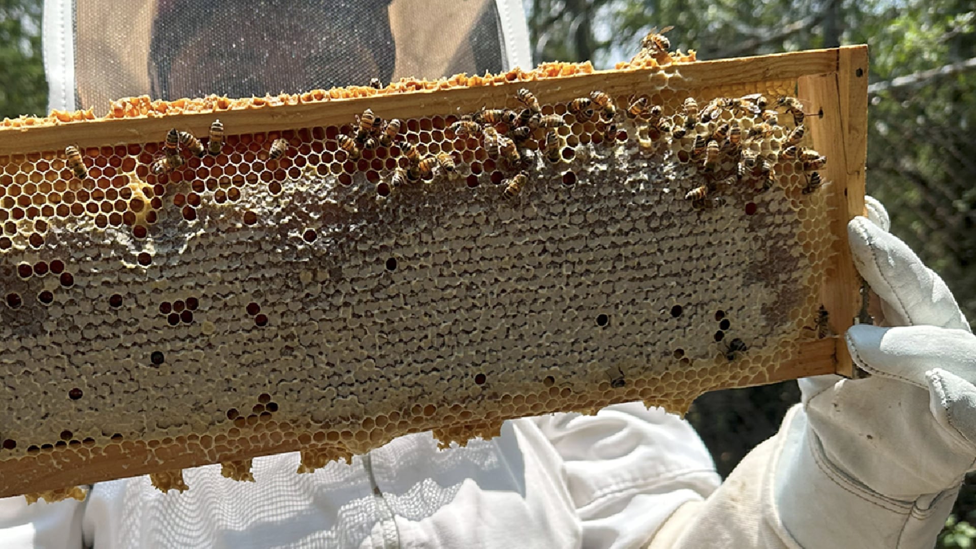 Producción de miel en México superó las 60 mil toneladas en 2025: Agricultura impulsa acciones para preservar a las abejas