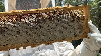 Producción de miel en México superó las 60 mil toneladas en 2025: Agricultura impulsa acciones para preservar a las abejas
