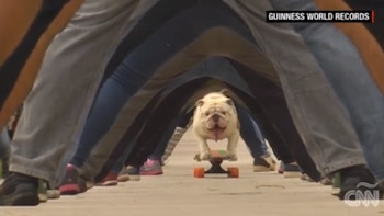 En noviembre de 2015, Otto, un bulldog que montaba patineta, logró pasar entre las piernas de 30 personas en Lima, hazaña que le valió un récord mundial.