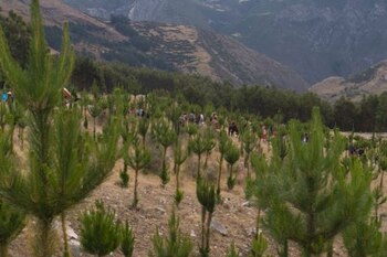 La especie, Polylepis rocio-rojasii, se