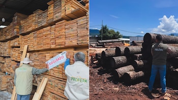 Franja aguacatera de Michoacán: Profepa desmantela centro forestal clandestino en San Miguel del Monte. (Foto: Profepa)