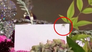 El video de la araña