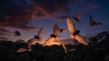 Murciélagos volando en el cielo al anochecer con las alas iluminadas por la luz del sol poniente sobre la silueta de un bosque.
