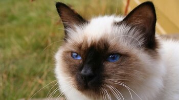 El birmano se caracteriza por