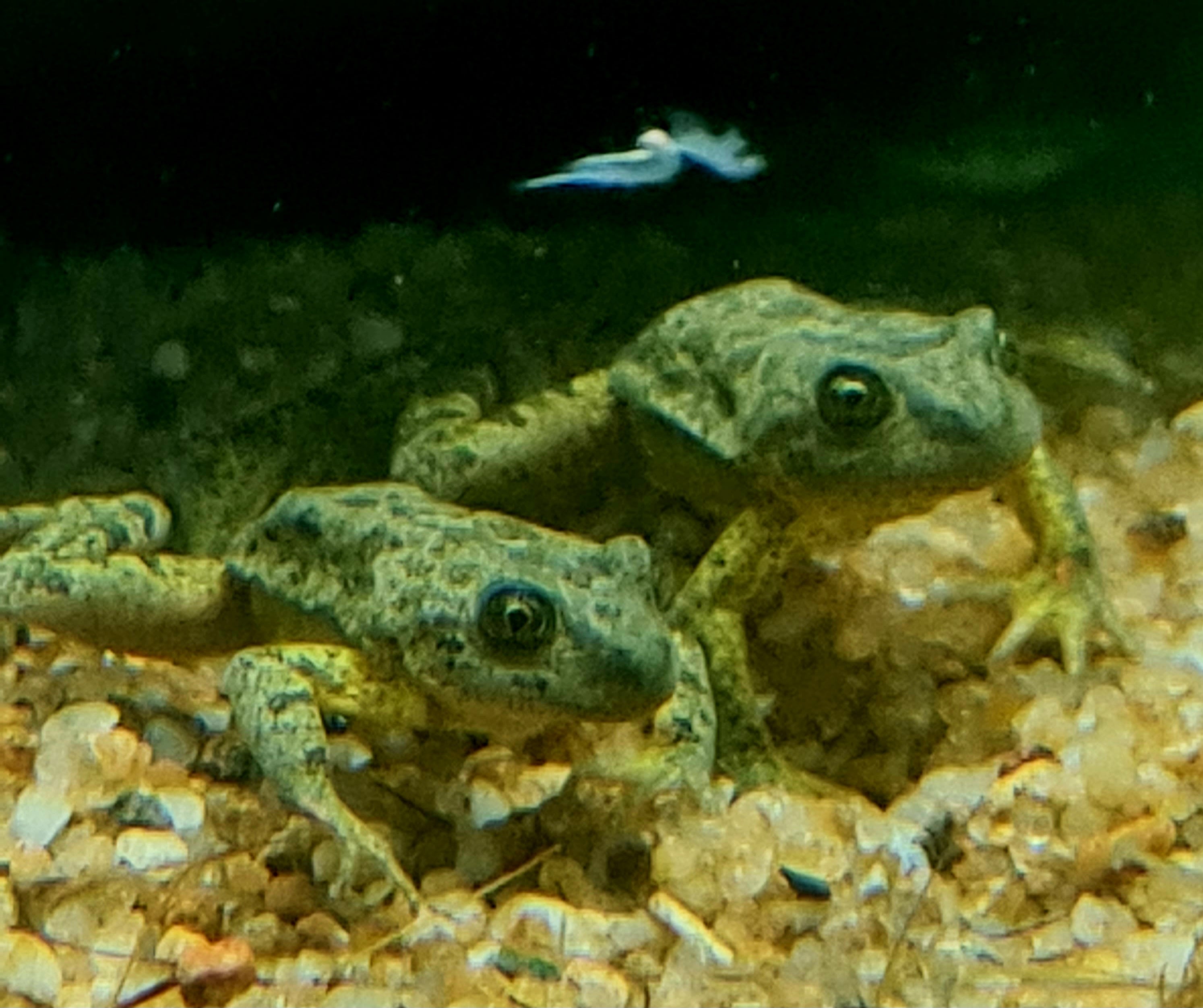 La ranita patagónica enfrenta la desecación de lagunas y el impacto de especies invasoras en Neuquén