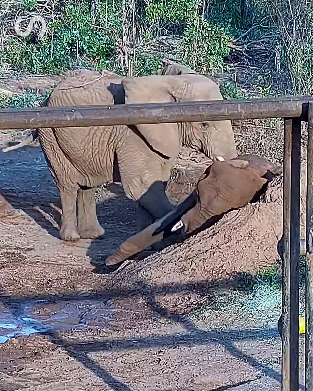 La autopsia busca determinar las causas exactas de la muerte de Pupy, aunque las secuelas del cautiverio complican el diagnóstico (Santuario de Elefantes de Brasil)