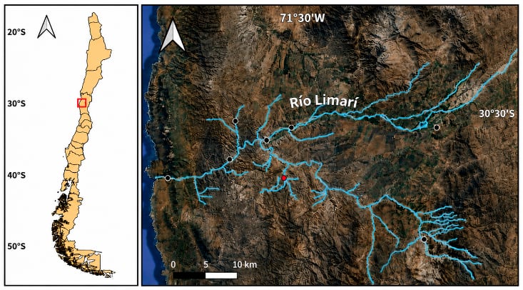 El consumo de puestas inmóviles representa una conducta fuera de lo común para una especie que responde al movimiento de sus presas (Gentileza, estudio: Nueva faceta de la invasión de Xenopus laevis en Chile: Primer registro de depredación sobre huevos de un anfibio nativo, publicado en Gayana)