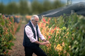 Los 50 mejores vinos de 2021