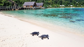 Dos tortugas marinas negras sobre arena blanca junto a un mar turquesa y cabañas de madera sobre palafitos al fondo.