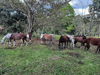 El estado de los caballos