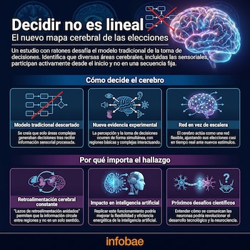 Infografía que muestra un cerebro brillante, diagramas sobre toma de decisiones cerebrales no lineales y su impacto en la IA. Incluye el logo de Infobae.