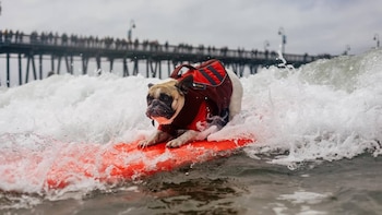 Perro de raza pug o bulldog francés con chaleco salvavidas rojo sobre una tabla de surf naranja en una ola, con un muelle y personas al fondo