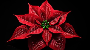 Flor de nochebuena: sus propiedades