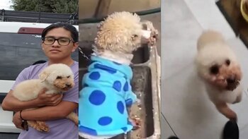 Rescatan a perrito en Edomex: lo maltrataban con una cinta adhesiva en el hocico