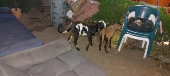 Gran variedad de animales fueron