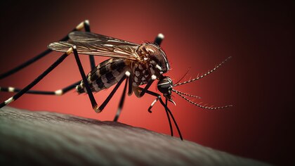 Radiografía del dengue en Argentina: tres claves del brote actual y qué pasará en las próximas semanas  