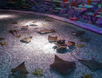 Acuario Inbursa está localizado frente