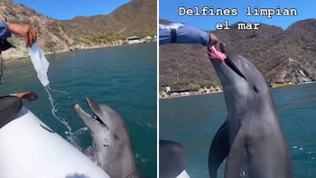 En video: delfines en Santa