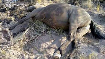 La fauna que no sobrevivió