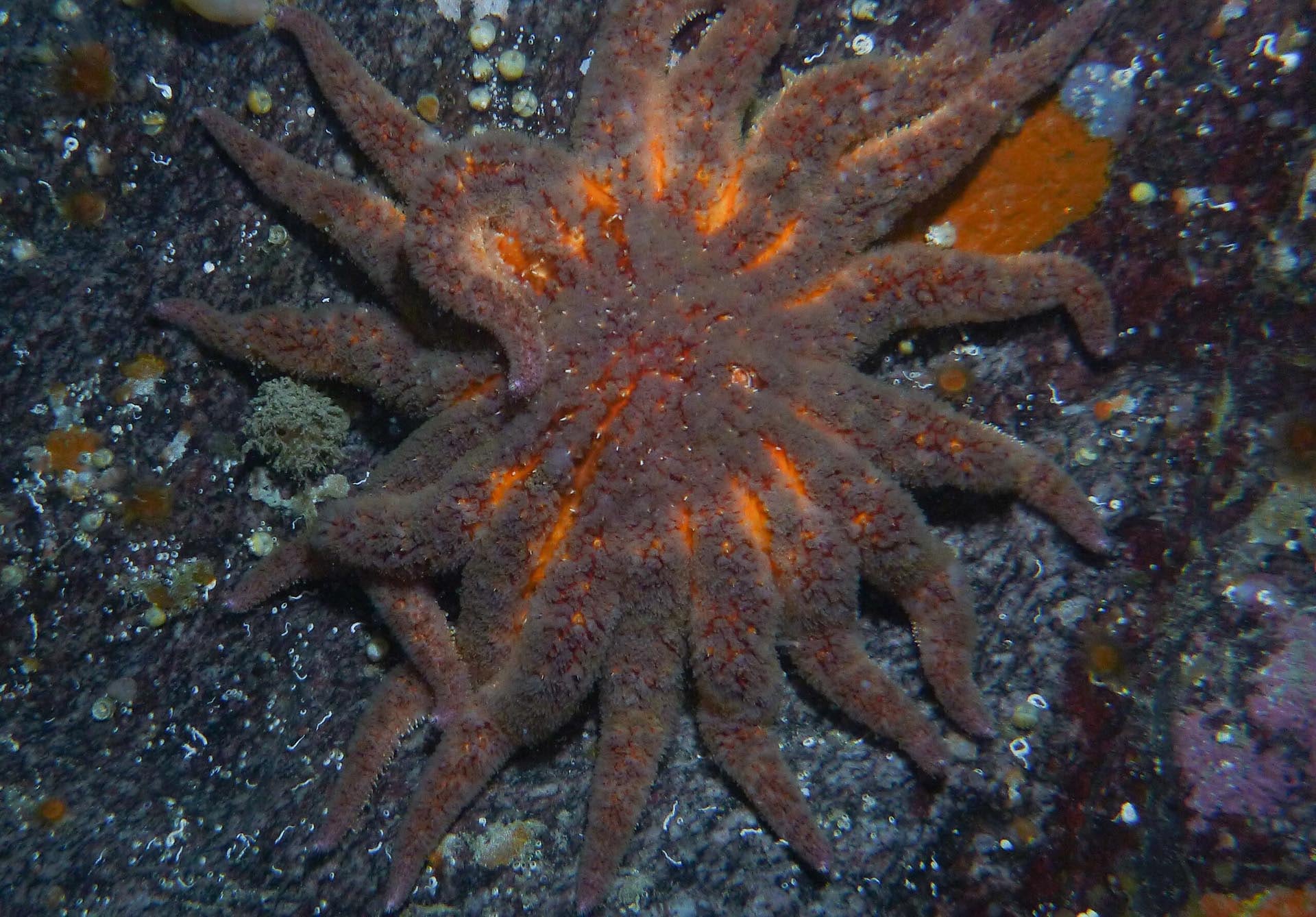 Científicos hallaron en Sea Ranch una colonia oculta de 18 estrellas de mar girasol, incluidos juveniles con potencial de recolonización (Crédito: Wikimedia)