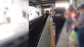 El canino se encontraba entre