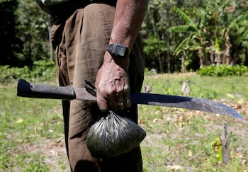 Un cocalero cerca de su cultivo en Villa Cristal durante un programa de erradicación de plantas de coca en la región del Chapare, Bolivia. (REUTERS/David Mercado/Foto de archivo)