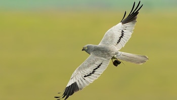 Casi el 80% de parejas