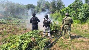 Estos terrenos, aparentemente abandonados, albergaban