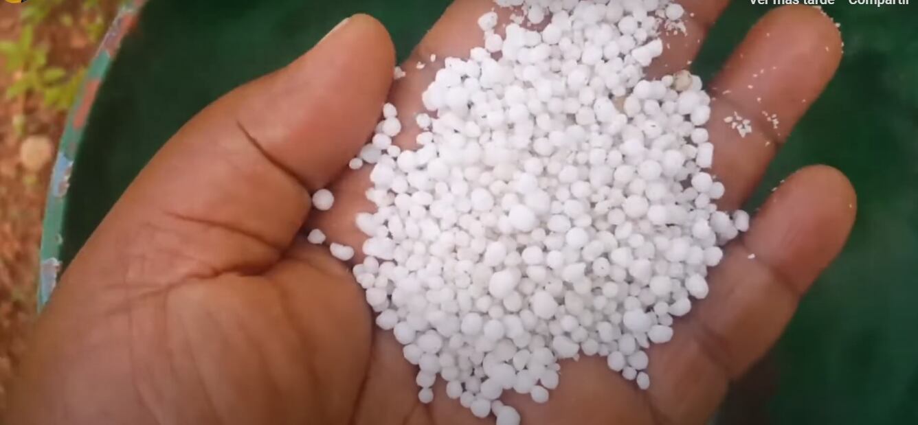 La producción de urea granulada de Profertil abastece gran parte de la demanda agrícola argentina, con foco en cultivos como trigo y maíz
(Revista Chacra)
