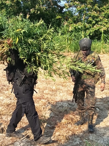 Las fuerzas antinarcóticas intensificaron en 2026 la erradicación de cultivos, el desmantelamiento de laboratorios y la captura de implicados en narcotráfico./(PNC Antinarcóticos Guatemala)