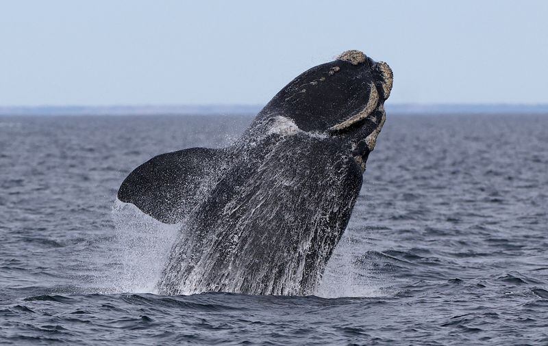 Puerto Madryn, provincia de Chubut. REUTERS/Agustin Marcarian
