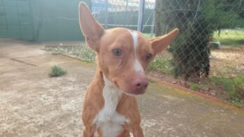 Simba tiene la mitad de