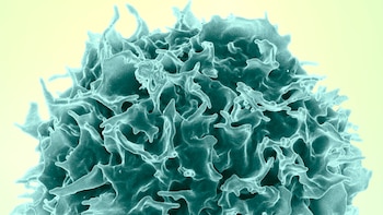 Una terapia experimental con ARN